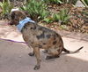 Lexy the Sweet Catahoula