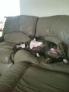 Wonk the Car Loving Mastiff Mix