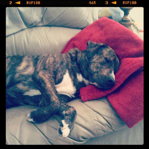 Wonk the Car Loving Mastiff Mix