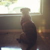 Wonk the Car Loving Mastiff Mix
