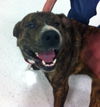 Wonk the Car Loving Mastiff Mix