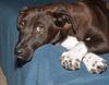 Whoopie the Lab Mix Puppy