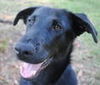 Exciting Xavier the Lab Mix Puppy