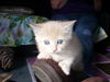 Dreamsickle the Dreamy Kitten