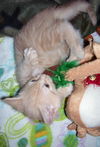 Dreamsickle the Dreamy Kitten