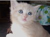 Dreamsickle the Dreamy Kitten