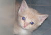 Dreamsickle the Dreamy Kitten