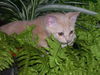 Dreamsickle the Dreamy Kitten