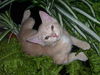 Dreamsickle the Dreamy Kitten