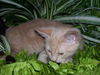 Dreamsickle the Dreamy Kitten