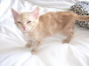 Dreamsickle the Dreamy Kitten