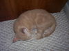 Dreamsickle the Dreamy Kitten