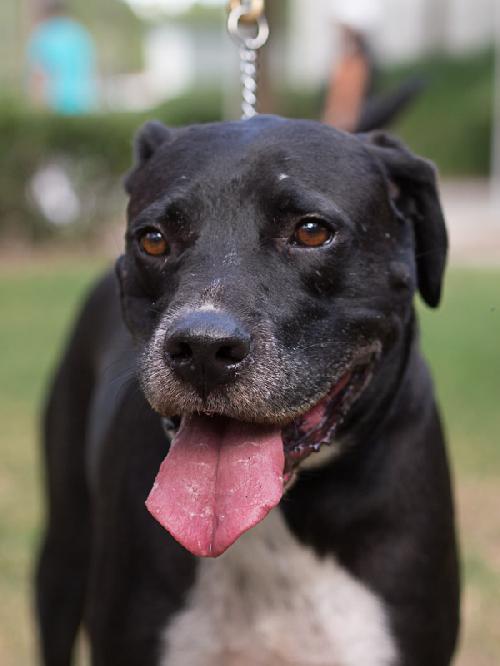 Fargo the Buckshot Surviving Lab
