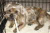 Clipper the Shih Tzu/Yorkie Mix