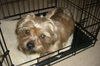 Clipper the Shih Tzu/Yorkie Mix