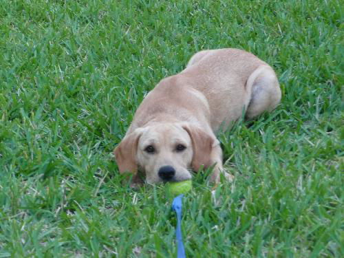 Ezzie the Retreiver