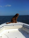 Didi the Retrieiver