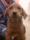 Didi the Retrieiver