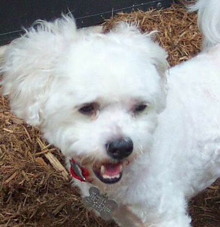 Starbuck the Bichon Frise