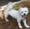 Starbuck the Bichon Frise