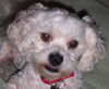 Starbuck the Bichon Frise