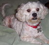 Starbuck the Bichon Frise