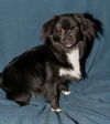 Mickey the Chi/Peek a Poo