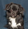 Mickey the Chi/Peek a Poo
