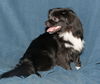 Mickey the Chi/Peek a Poo