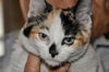 Patty the Chatty Calico Kitten