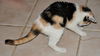 Patty the Chatty Calico Kitten