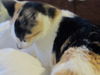Patty the Chatty Calico Kitten
