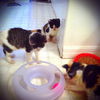 Patty the Chatty Calico Kitten