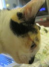 Patty the Chatty Calico Kitten