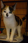 Patty the Chatty Calico Kitten