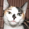 Patty the Chatty Calico Kitten