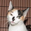 Patty the Chatty Calico Kitten