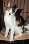 Patty the Chatty Calico Kitten