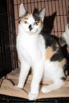 Patty the Chatty Calico Kitten