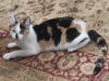 Patty the Chatty Calico Kitten