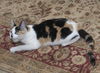 Patty the Chatty Calico Kitten