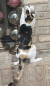Patty the Chatty Calico Kitten