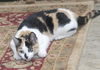 Patty the Chatty Calico Kitten