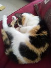 Patty the Chatty Calico Kitten