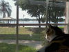 Patty the Chatty Calico Kitten