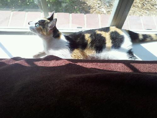 Patty the Chatty Calico Kitten
