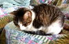 Maxene the Cuddly Kitten
