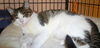 Maxene the Cuddly Kitten