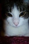Maxene the Cuddly Kitten