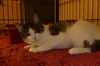 Maxene the Cuddly Kitten